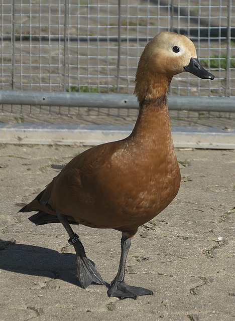 状态起伏以